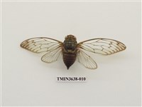 藏品(臺灣騷蟬)的圖片